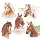5 Pferde - 5 horses - 5 chevaux